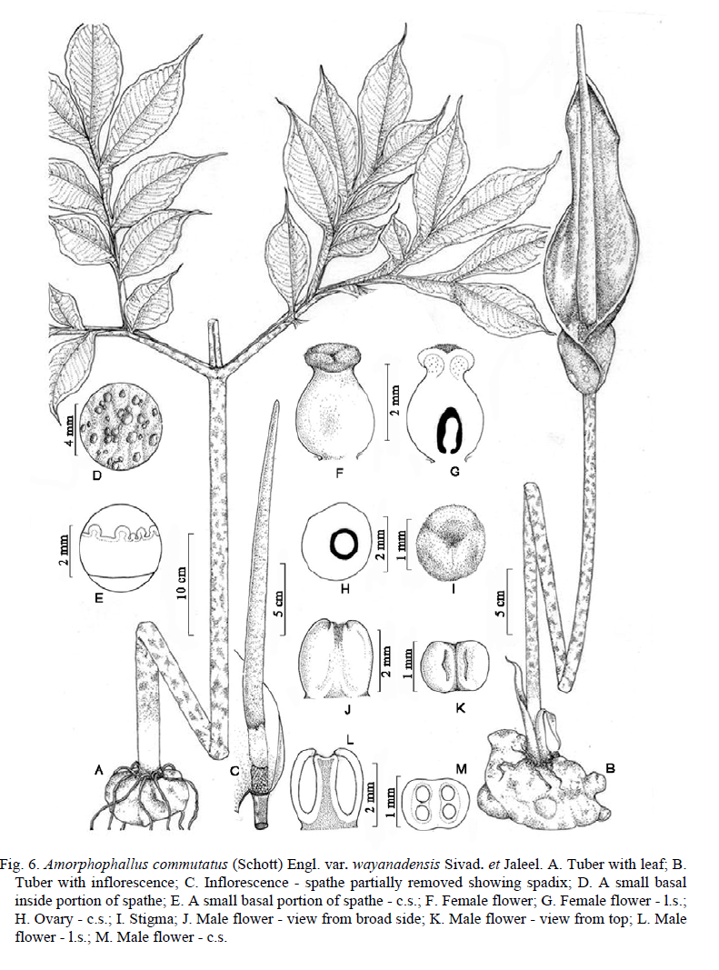 amorphophallus commutatus var wayanadensis illustration.png