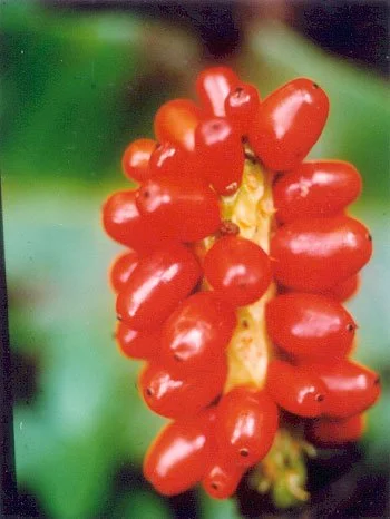 commutatusYadav3Fruit.jpg