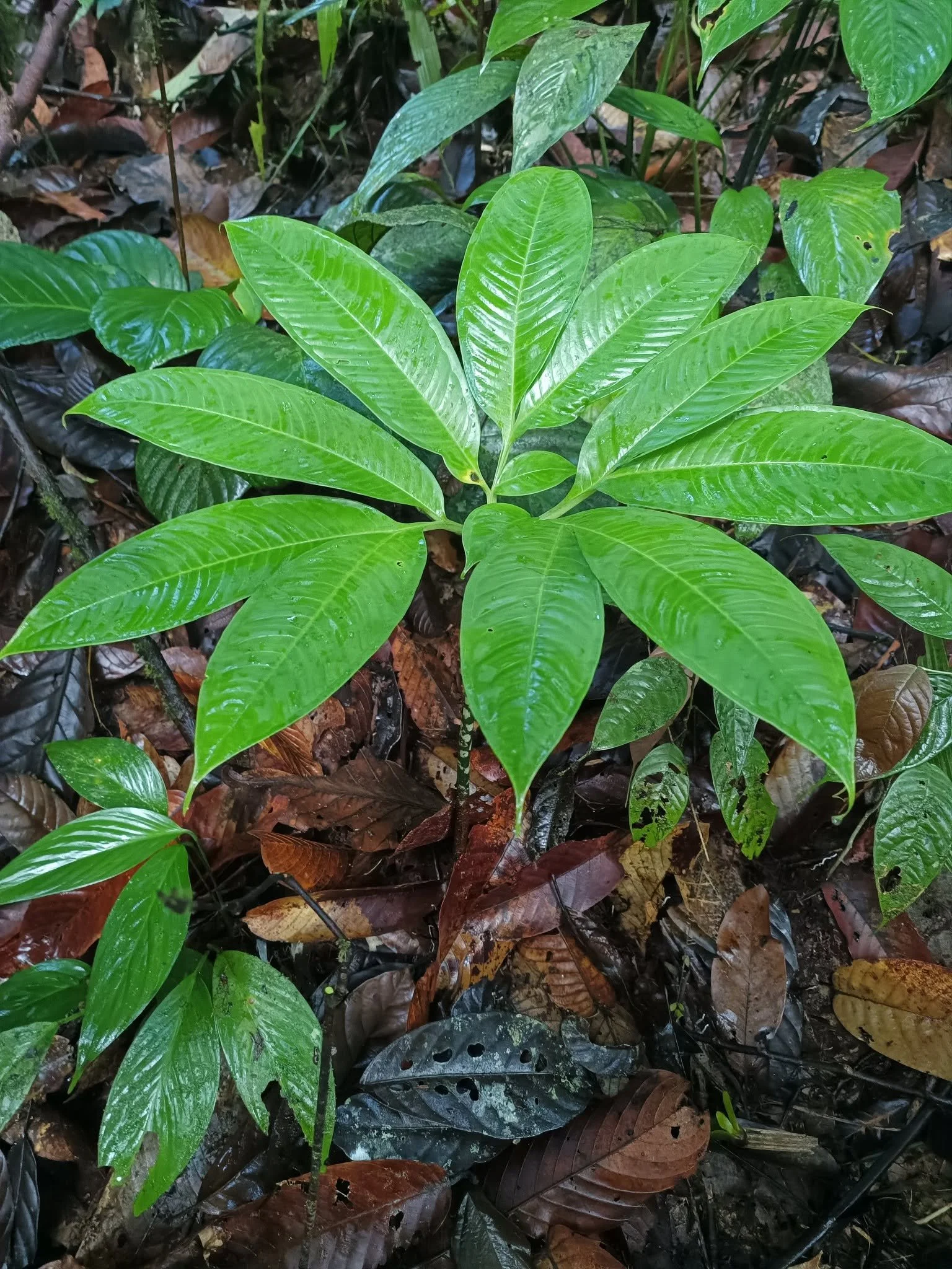 AMORPHOPHALLUS COSTATUS
