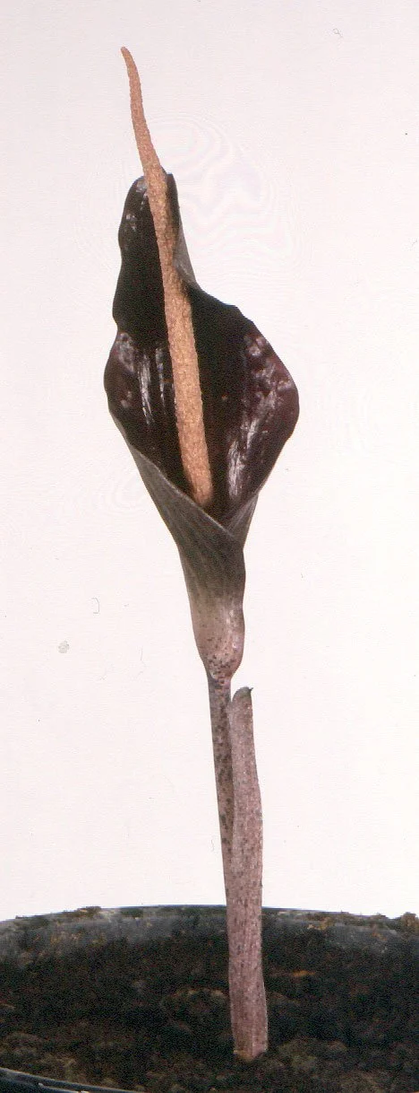 costatus1a.jpg