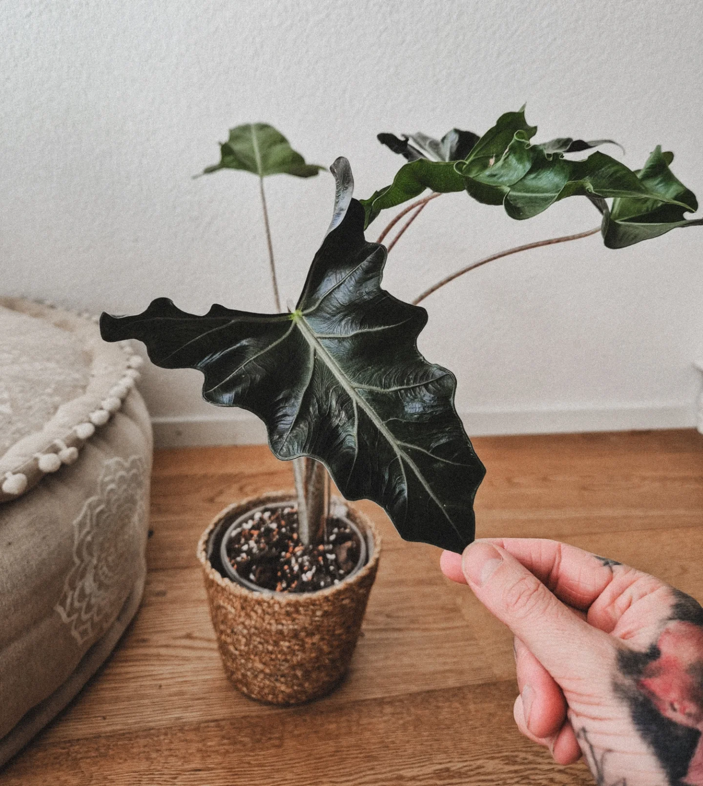 ALOCASIA SANDERIANA ‘LAILAH’