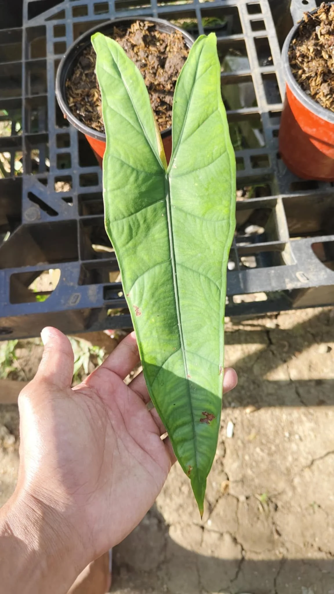 ALOCASIA ‘SALAMANDER’*