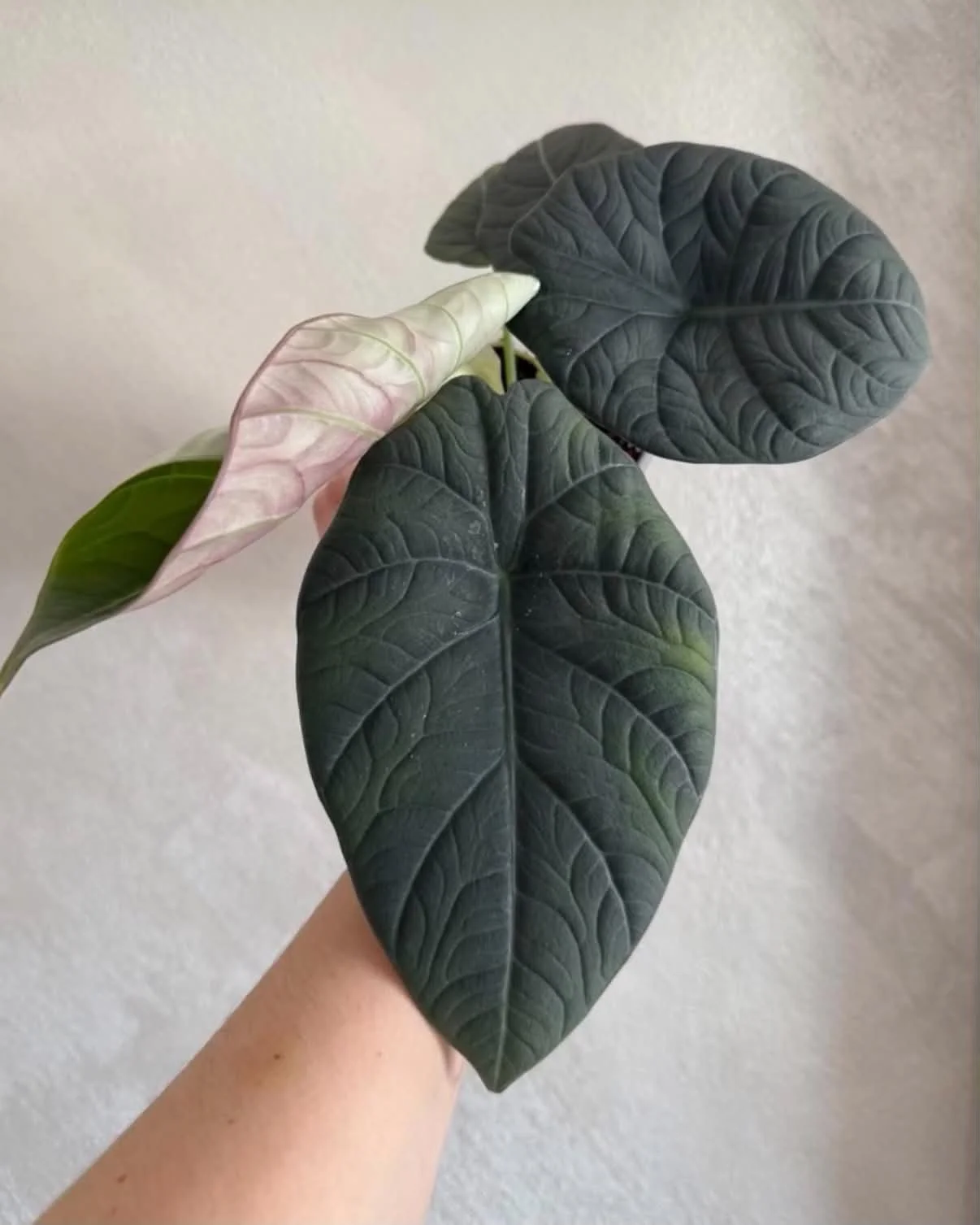 ALOCASIA ‘GRAY BIMASENA’