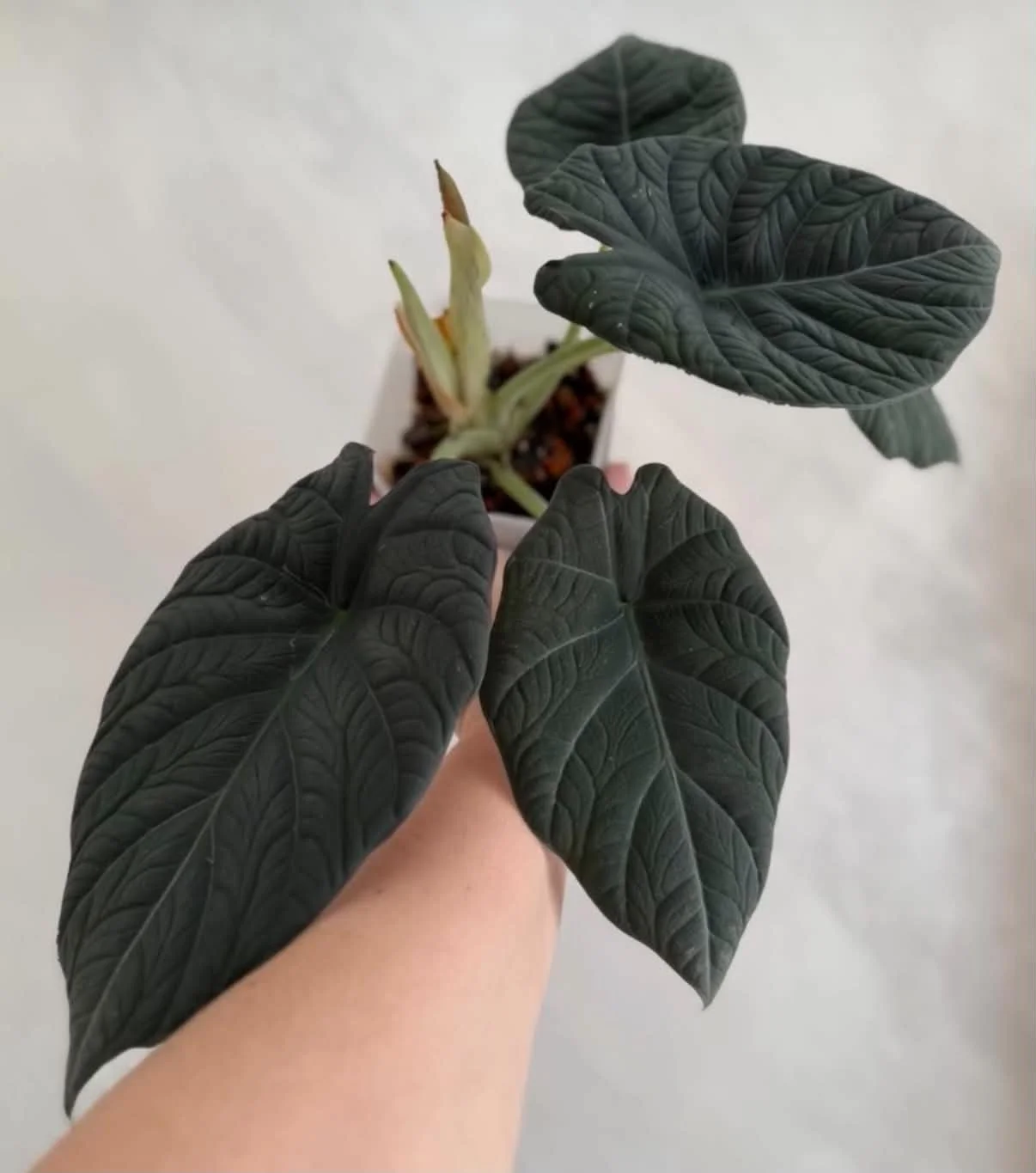 ALOCASIA ‘DRAVENA’