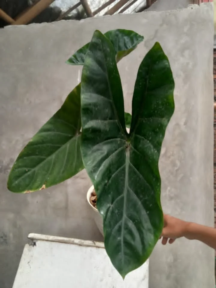 Alocasia ‘Ayesha’
