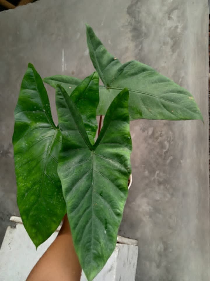 Alocasia ‘Ariana’