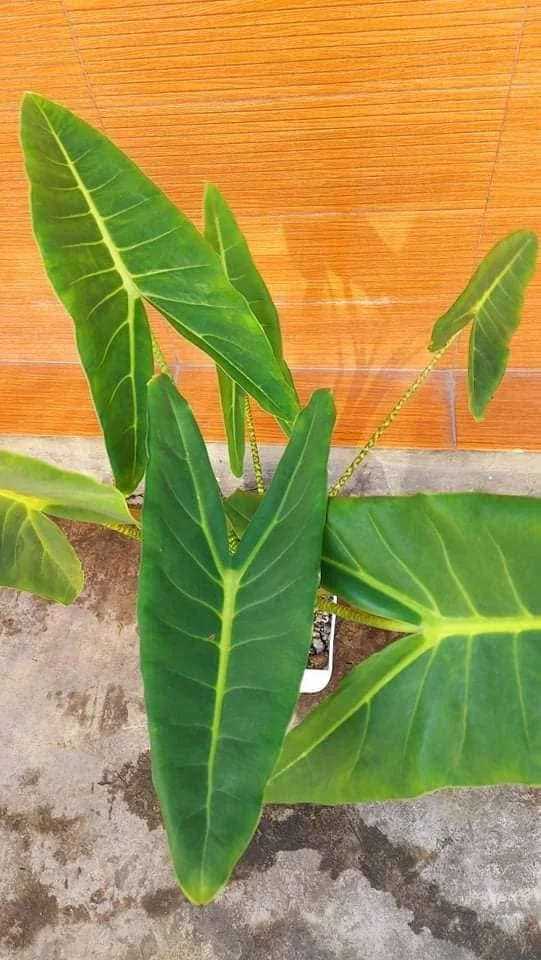 Alocasia zebrina ‘White Vein’