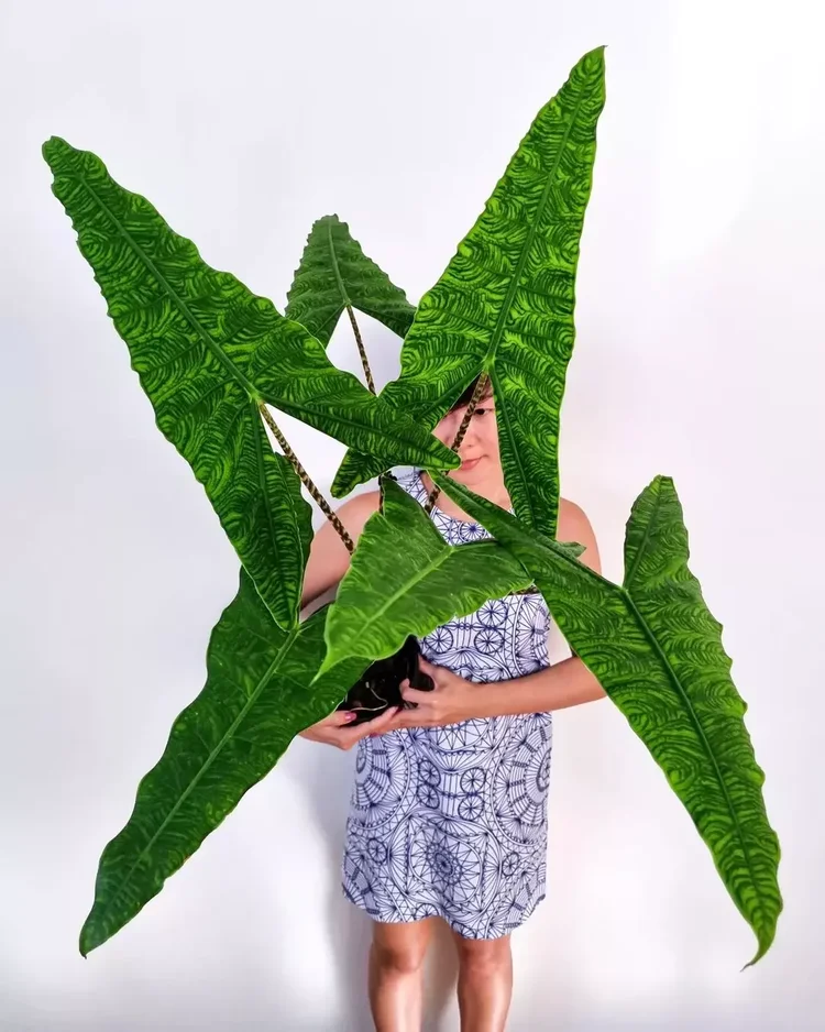 Alocasia zebrina ‘Reticulata’
