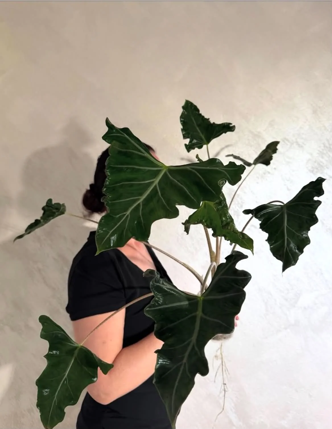 ALOCASIA SANDERIANA ‘LAILAH’