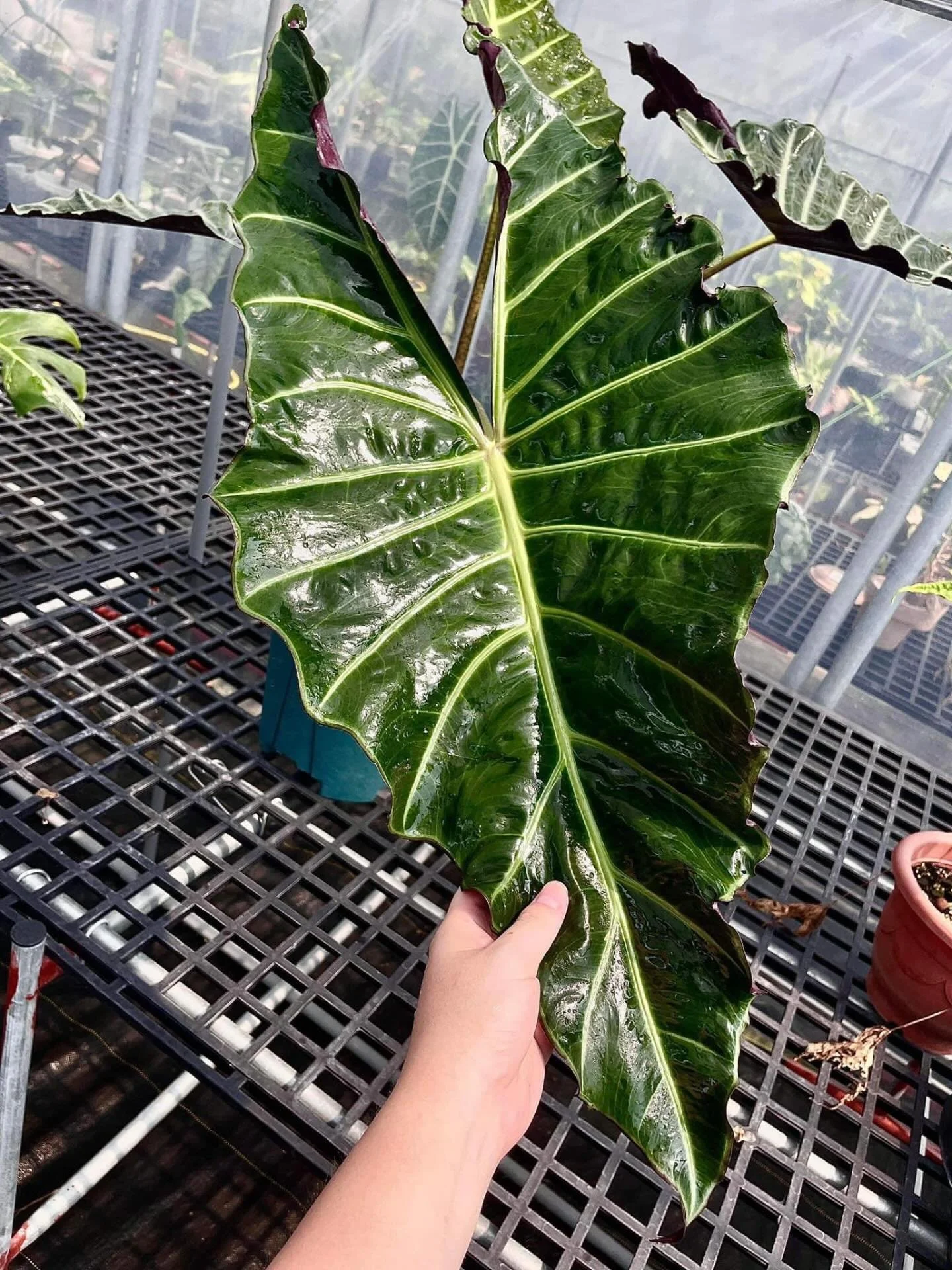 ALOCASIA ‘YATA CELEBES’*