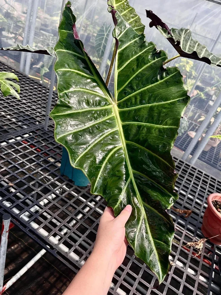 Alocasia ‘Yata Celebes’