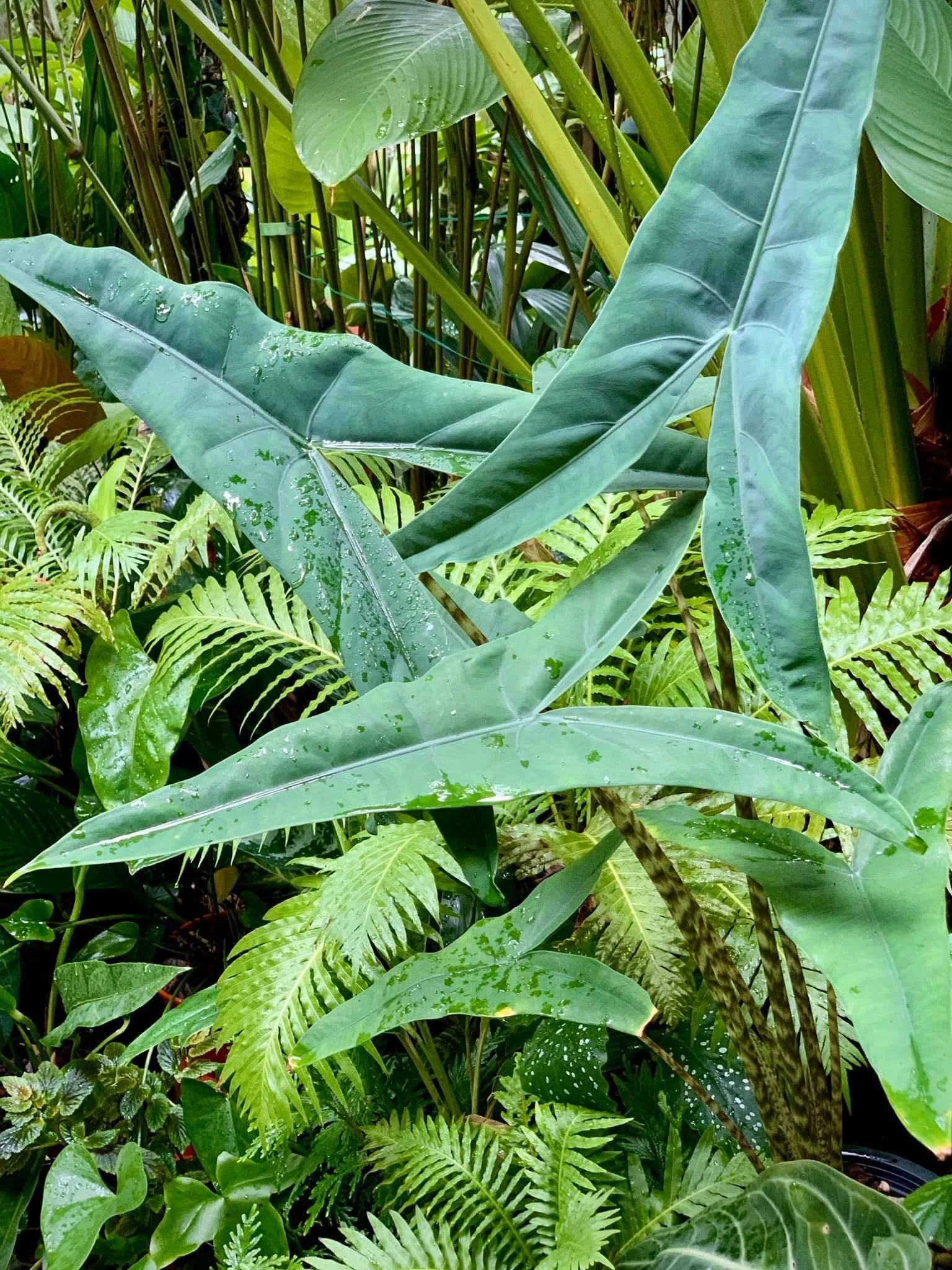ALOCASIA ZEBRINA ‘TIGRINA’