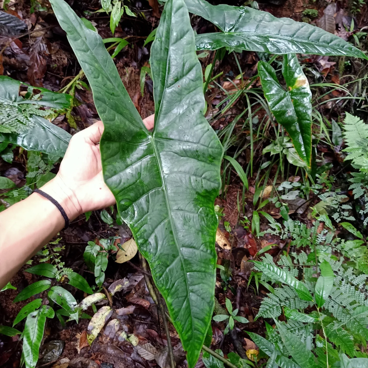 Alocasia ‘Kondosapata’