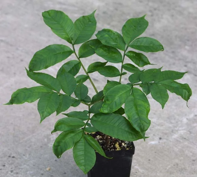 Amorphophallus coudercii