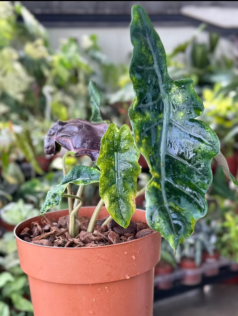 ALOCASIA ‘FRANKENSTEIN’