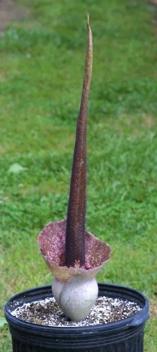 am-crin-10.jpg