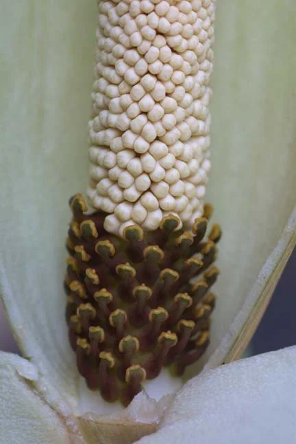 am-curv-10.jpg