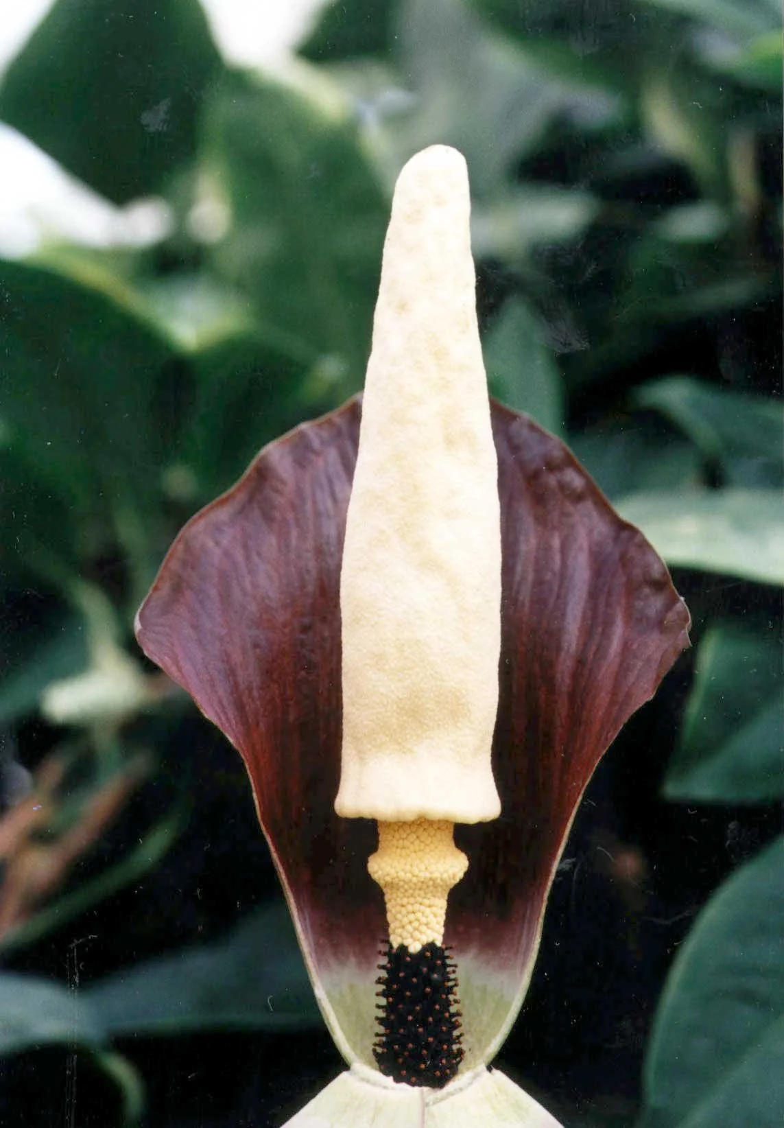 discophorus2.jpg