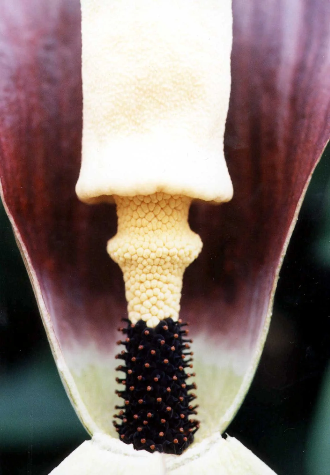 discophorus3.jpg