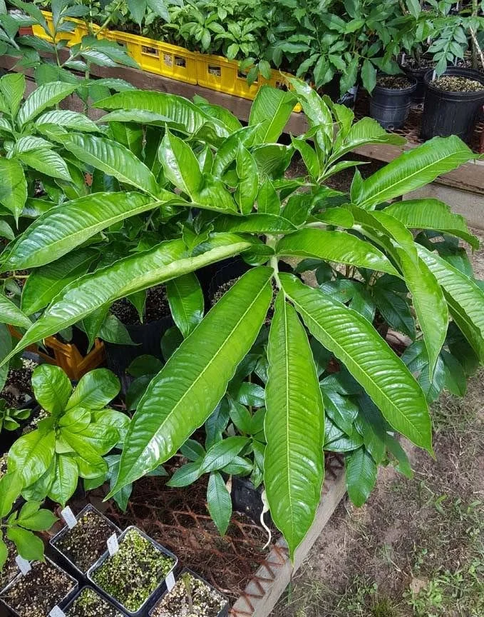 AMORPHOPHALLUS DZUI