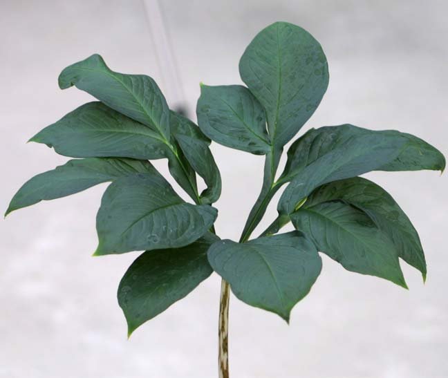 AMORPHOPHALLUS ELATUS