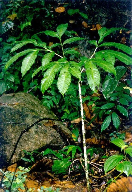 AMORPHOPHALLUS ELEGANS