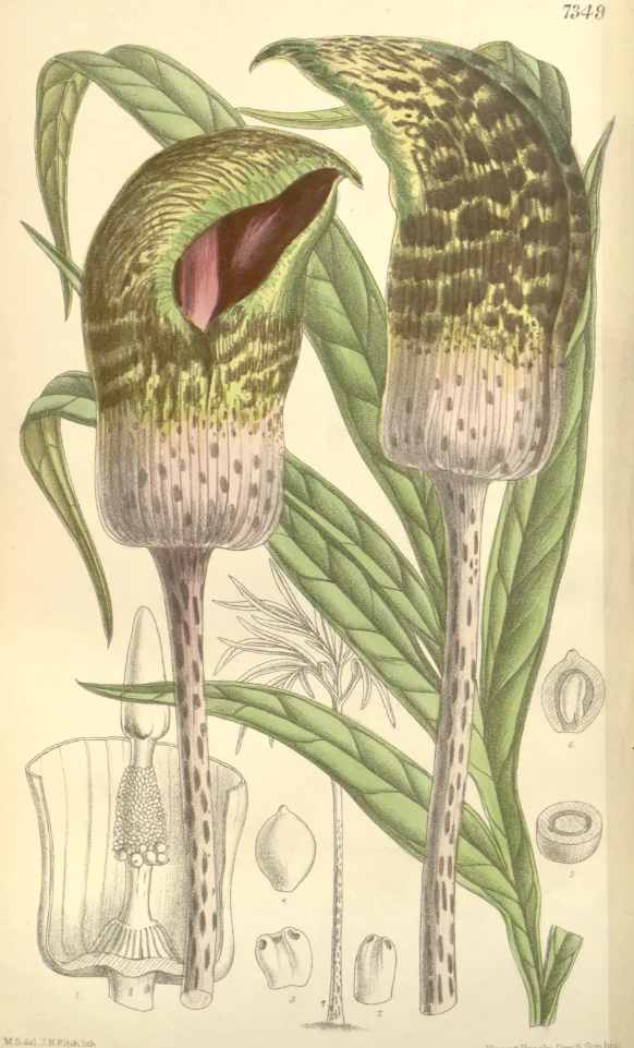 AMORPHOPHALLUS ELLIOTII