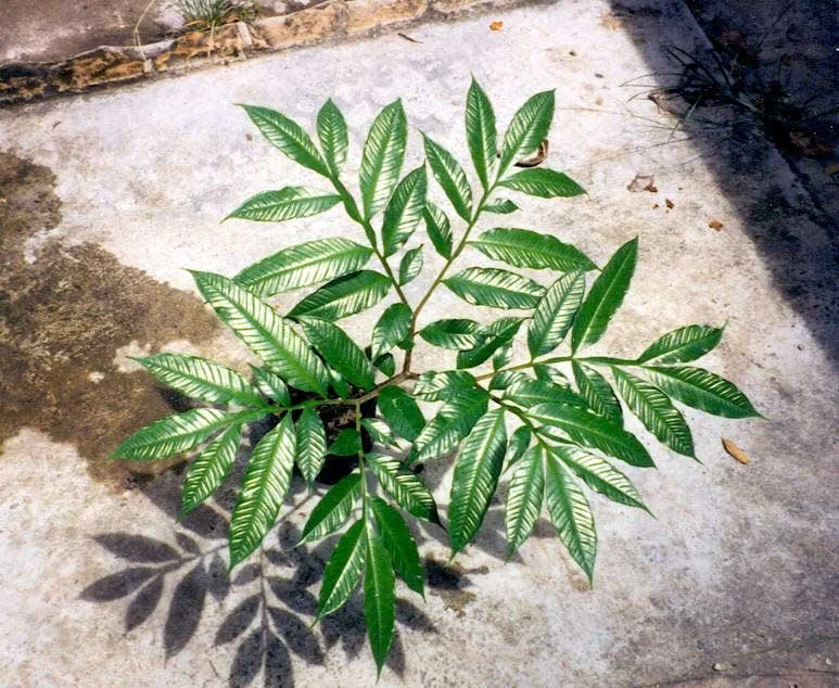 AMORPHOPHALLUS EXCENTRICUS