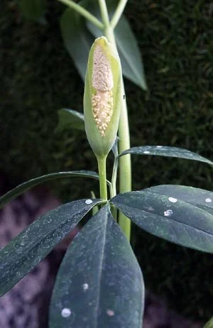 AMORPHOPHALLUS FALLAX