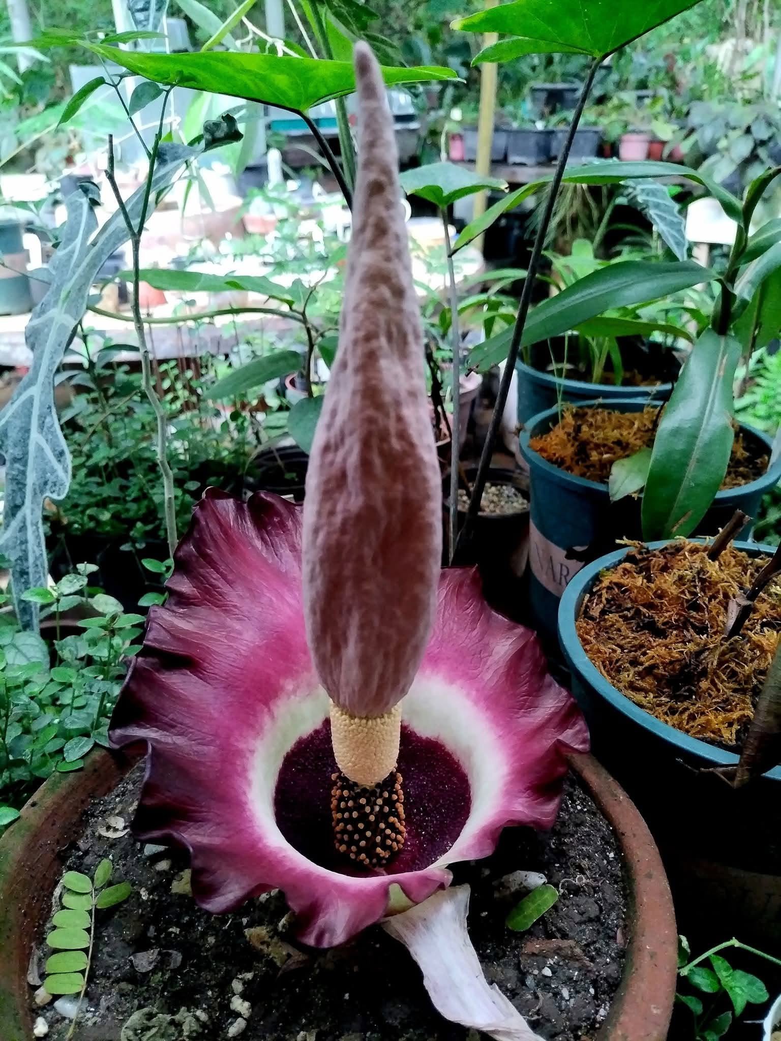 AMORPHOPHALLUS FLAMMEUS