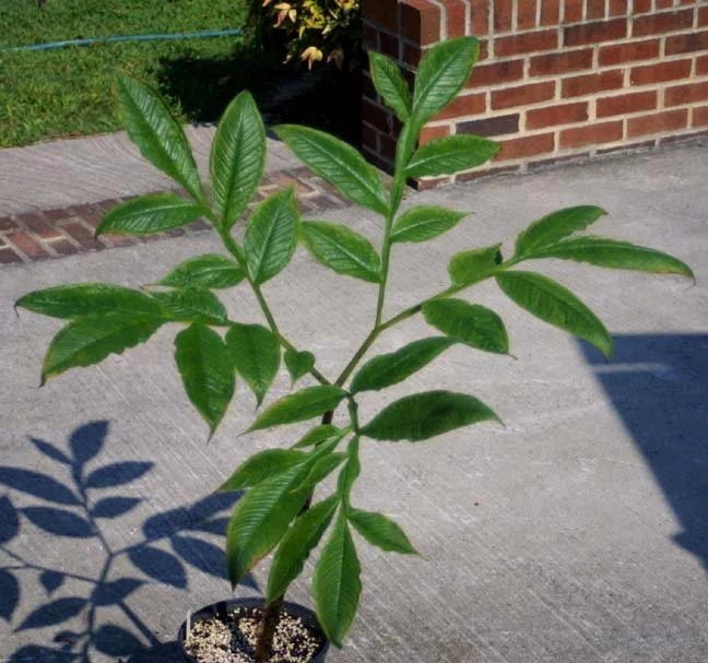 AMORPHOPHALLUS FUSCUS