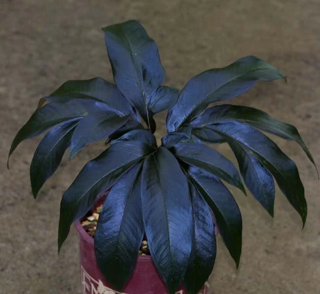 AMORPHOPHALLUS GALLOWAYI