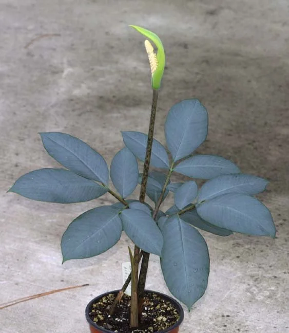 AMORPHOPHALLUS GLAUCOPHYLLUS