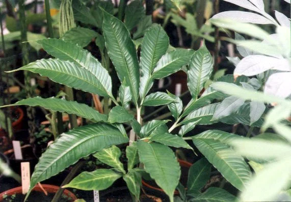 AMORPHOPHALLUS GLOSSOPHYLLUS