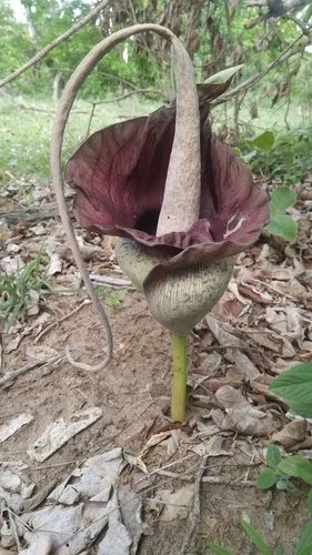 AMORPHOPHALLUS GOETZEI
