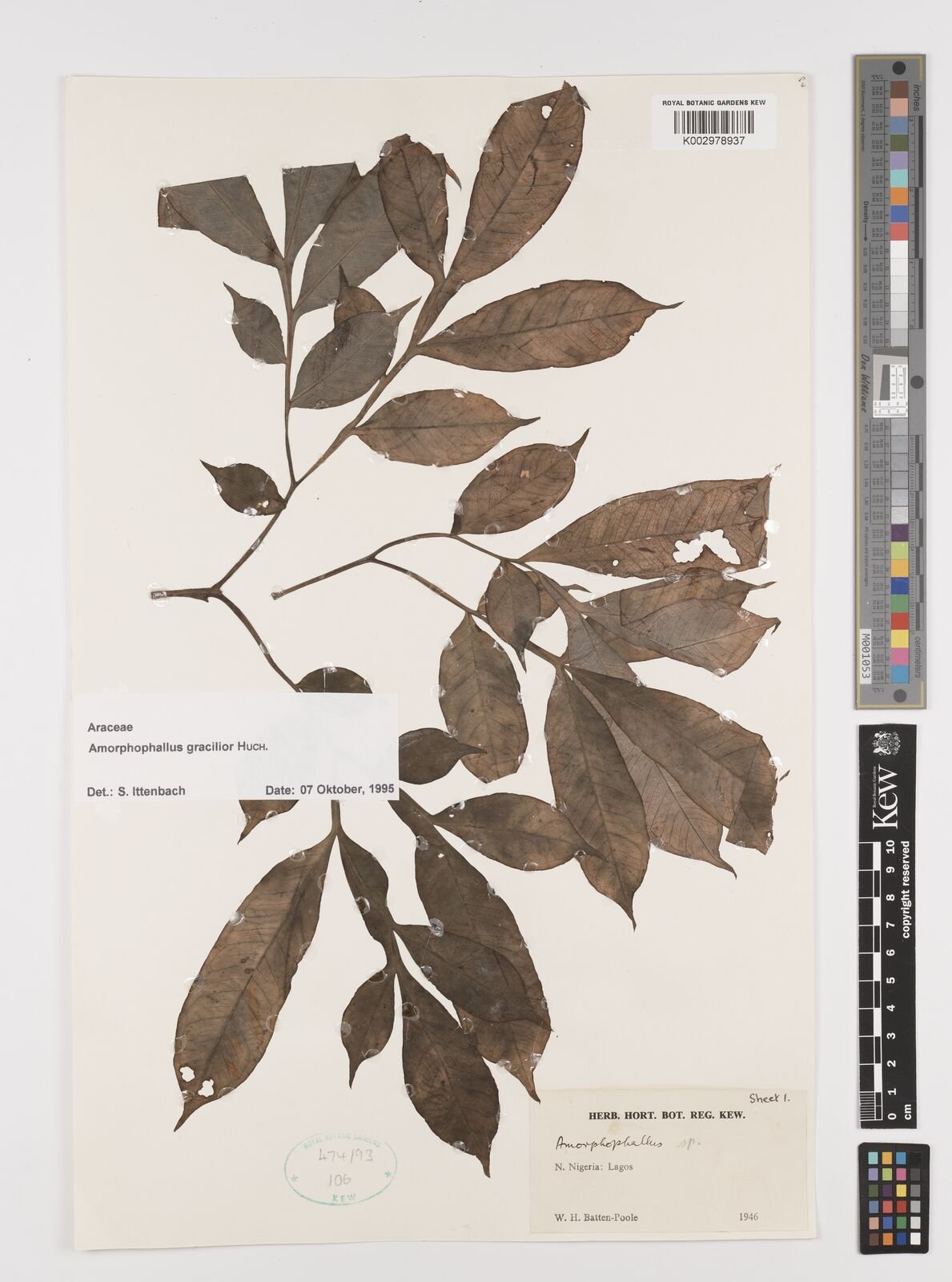 AMORPHOPHALLUS GRACILIOR