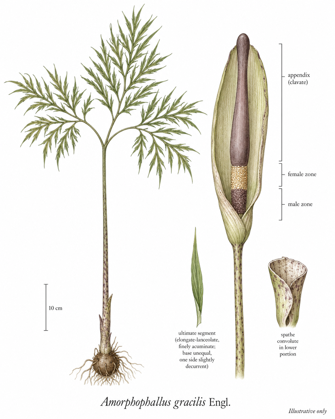 AMORPHOPHALLUS GRACILIS