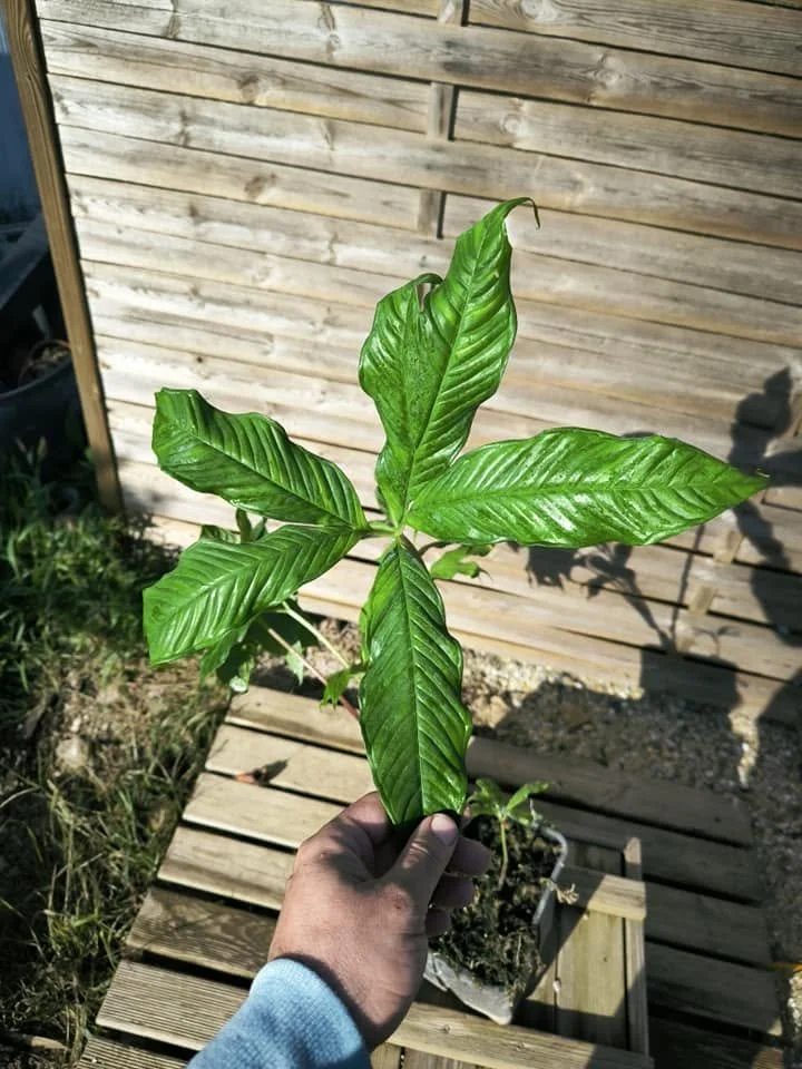 AMORPHOPHALLUS HAYI