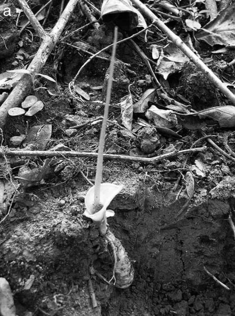 AMORPHOPHALLUS HEMICRYPTUS