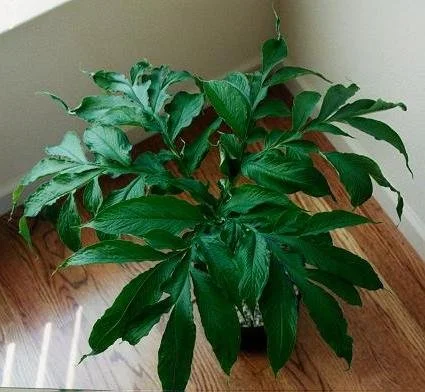 AMORPHOPHALLUS HENRYI