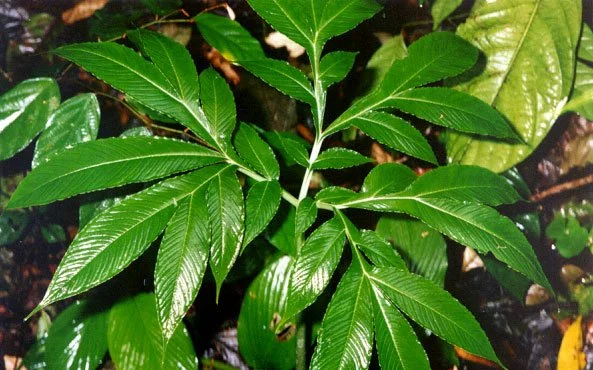 AMORPHOPHALLUS HIRSUTUS