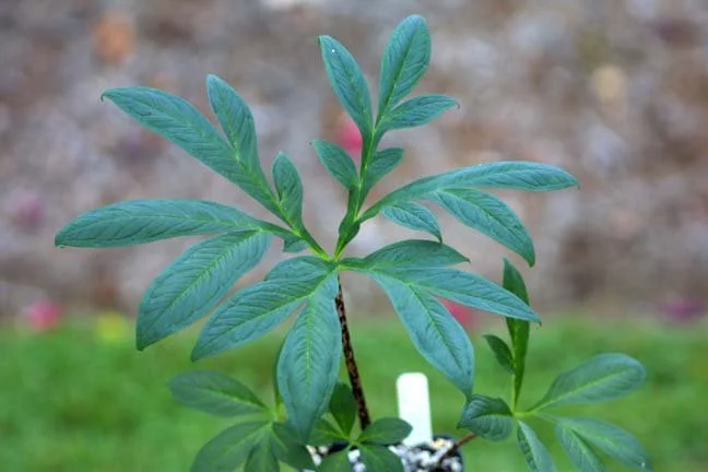 AMORPHOPHALLUS IMPRESSUS