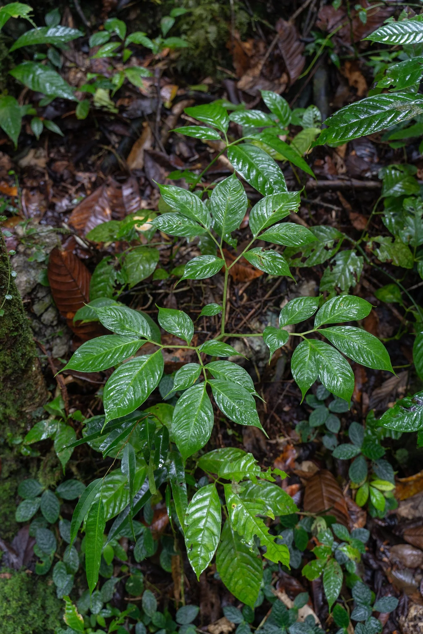 AMORPHOPHALLUS JULAIHII