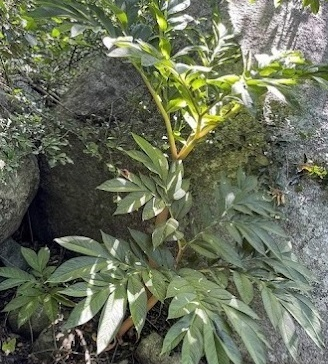 AMORPHOPHALLUS KHANHHOAENSIS