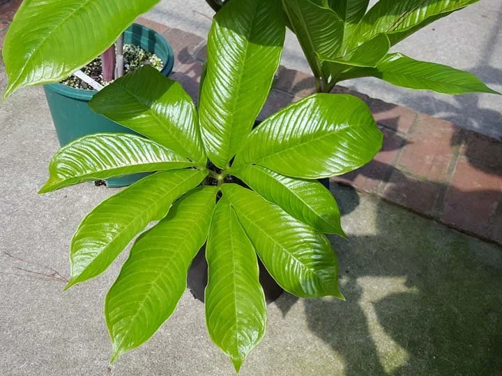 AMORPHOPHALLUS KIENLUONGENSIS