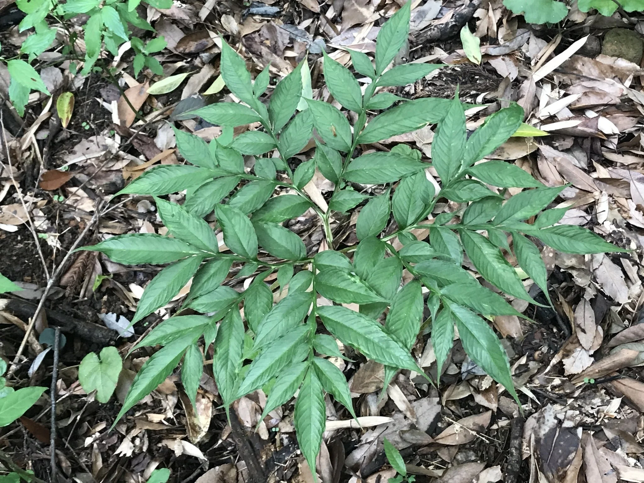 AMORPHOPHALLUS KIUSIANUS