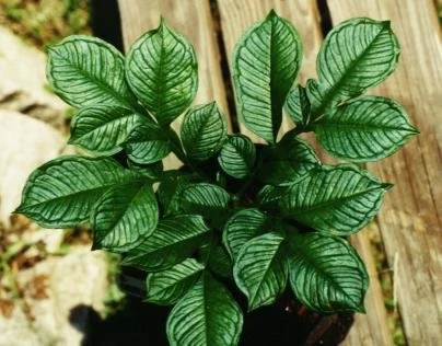 AMORPHOPHALLUS KONJAC