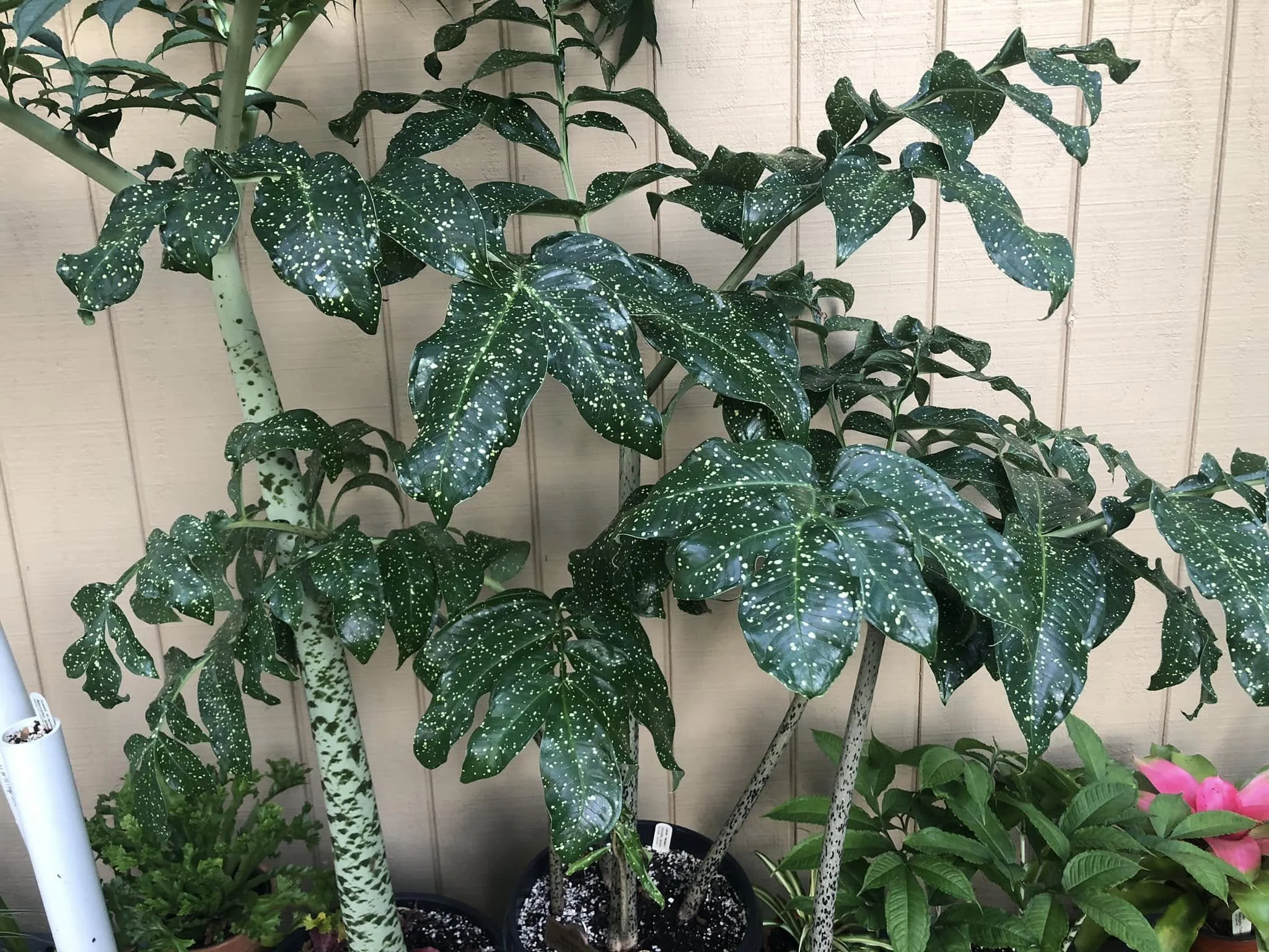 AMORPHOPHALLUS LACOURII