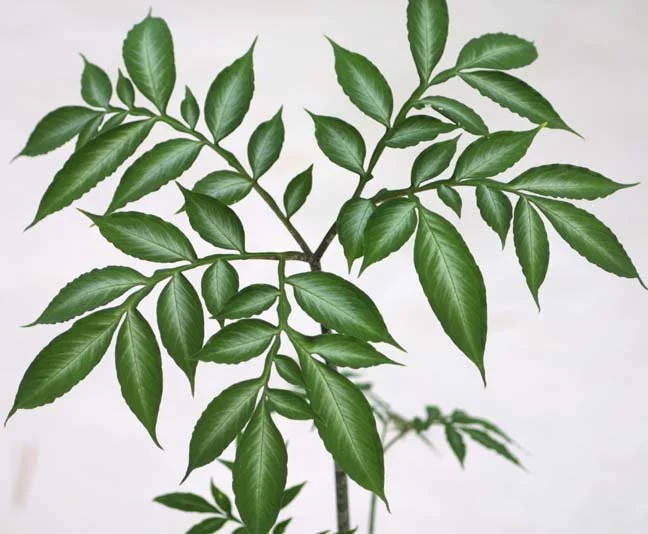 AMORPHOPHALLUS LAOTICUS