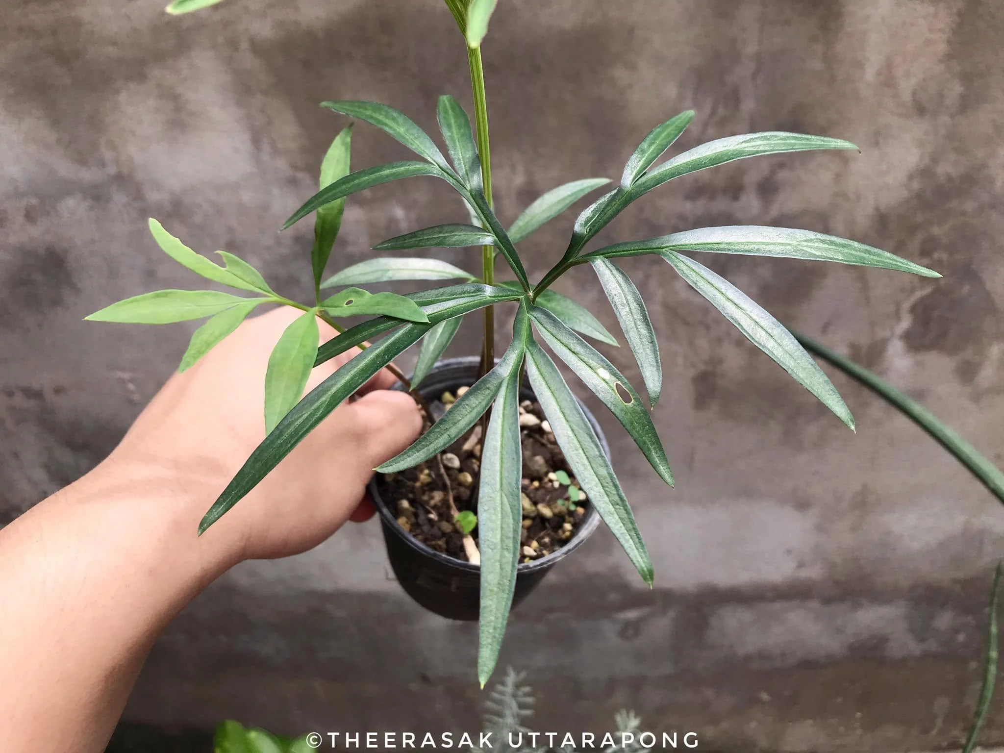 AMORPHOPHALLUS LINEARIS